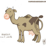 Vaquello